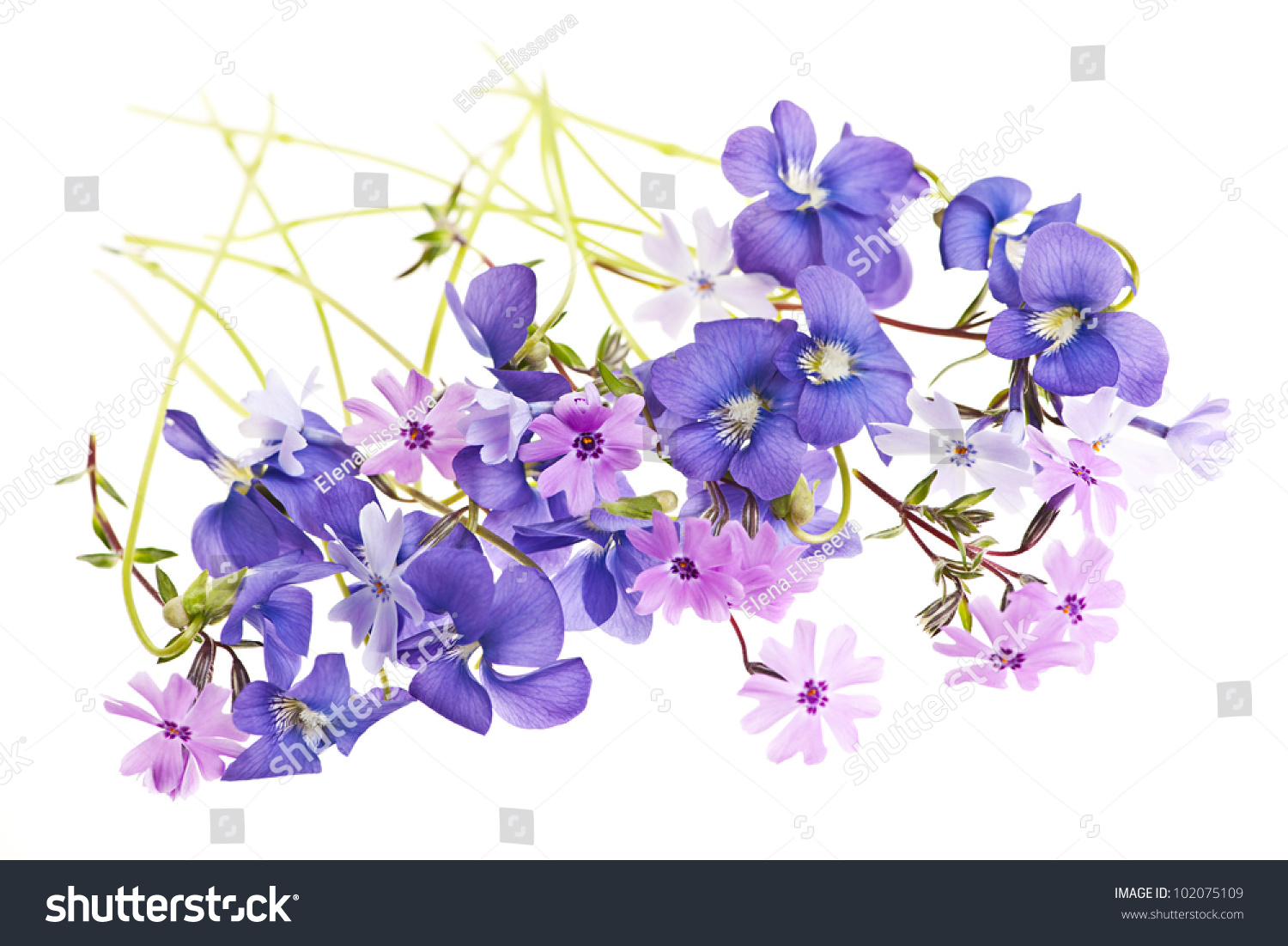 Purple Violets Moss Pink Spring Flowers Stock Photo 102075109 ...