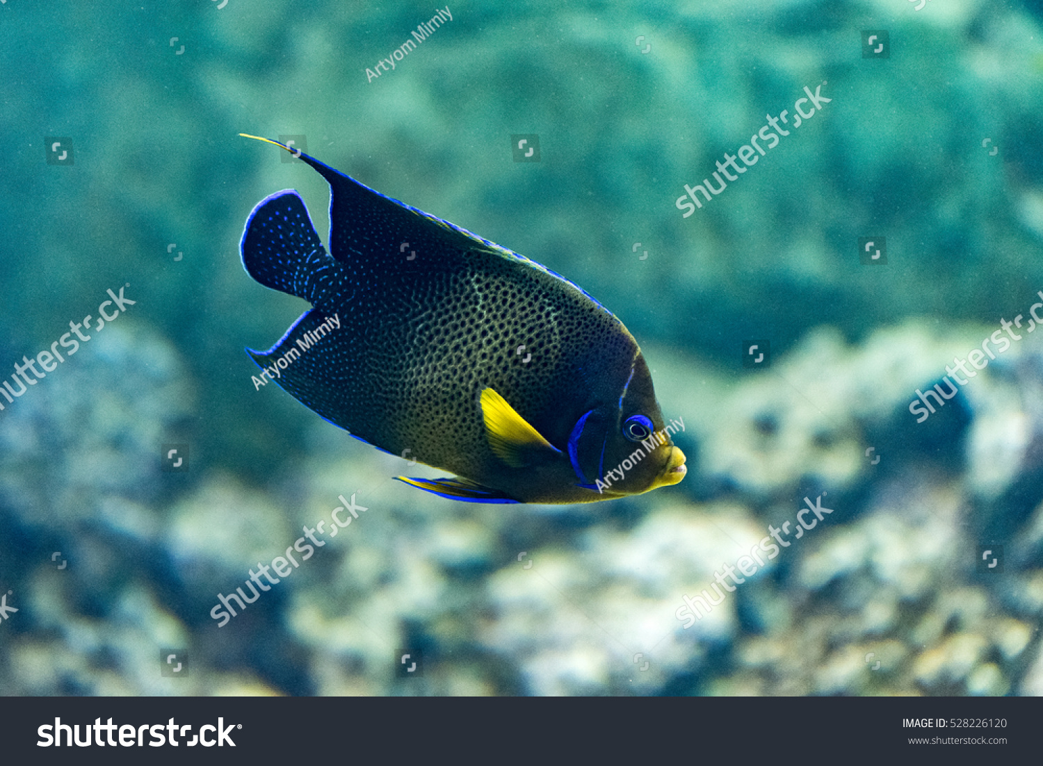purple angelfish www