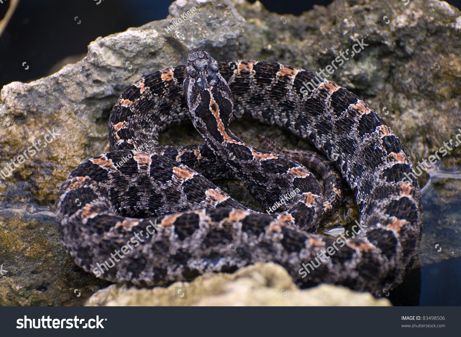 Pygmy Rattlesnake の写真素材 今すぐ編集