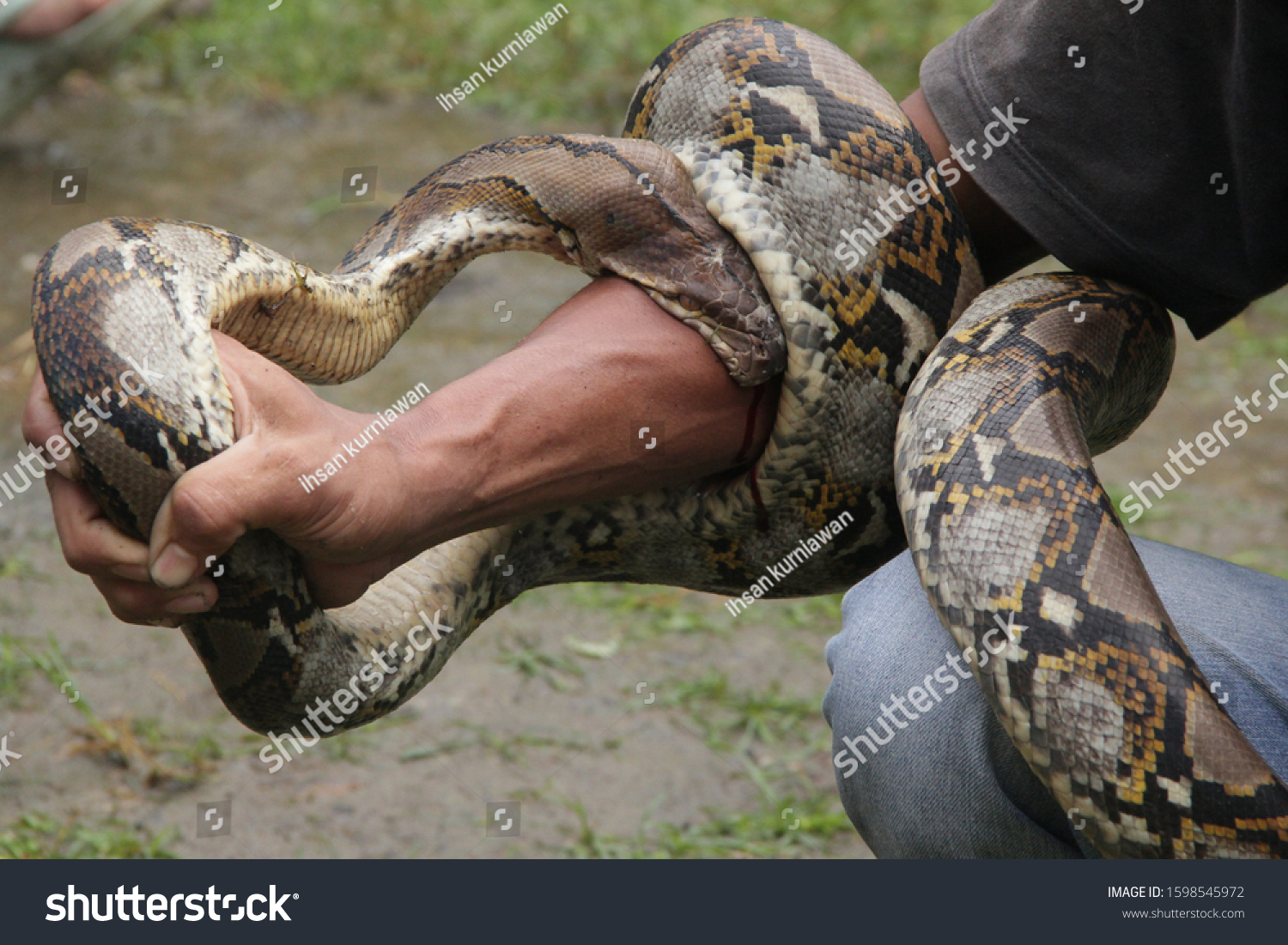 Python Biting His Hand Until Bled Stock Photo (Edit Now) 1598545972