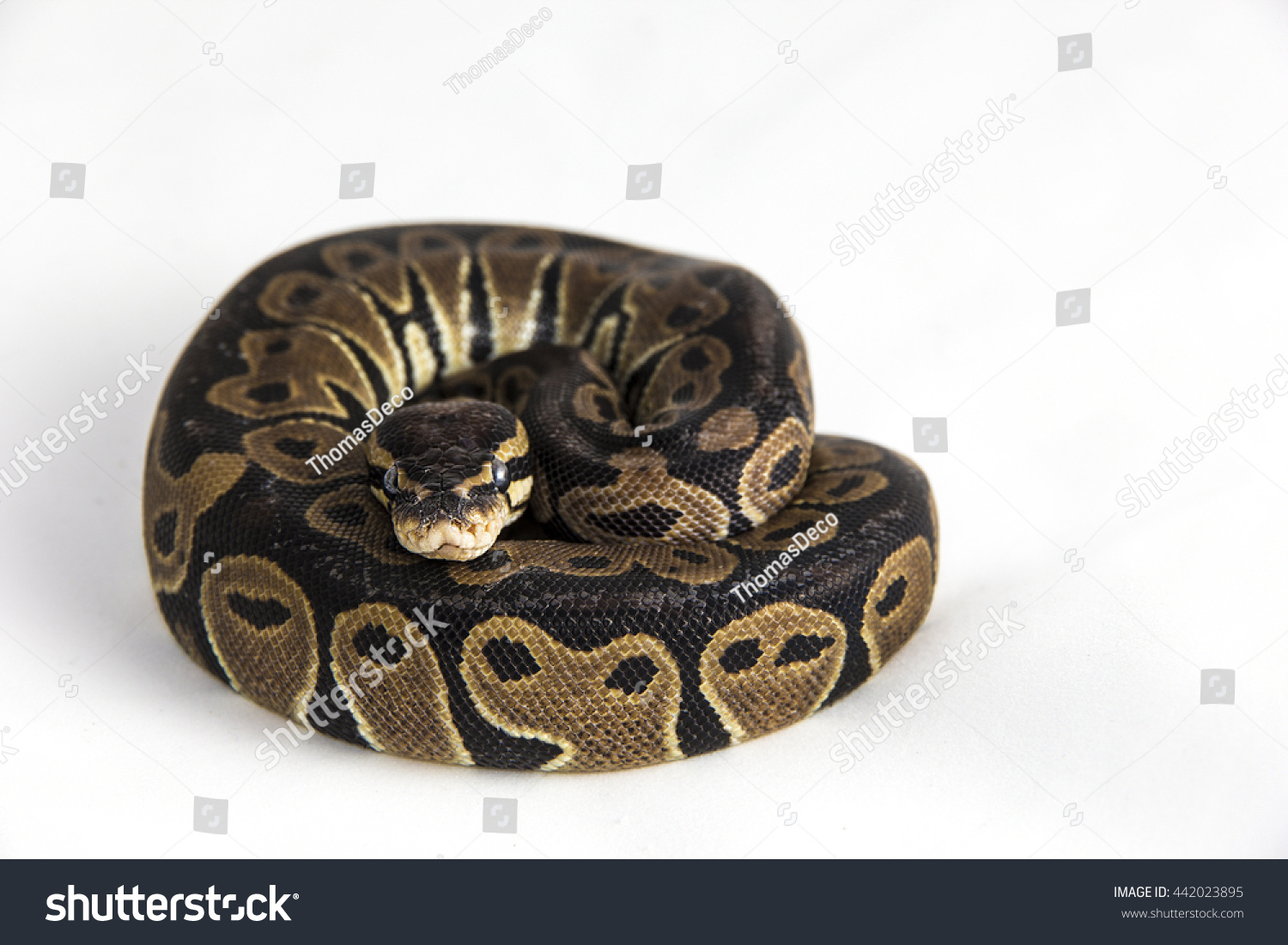 237 Snake rolled up Gambar, Foto Stok & Vektor | Shutterstock