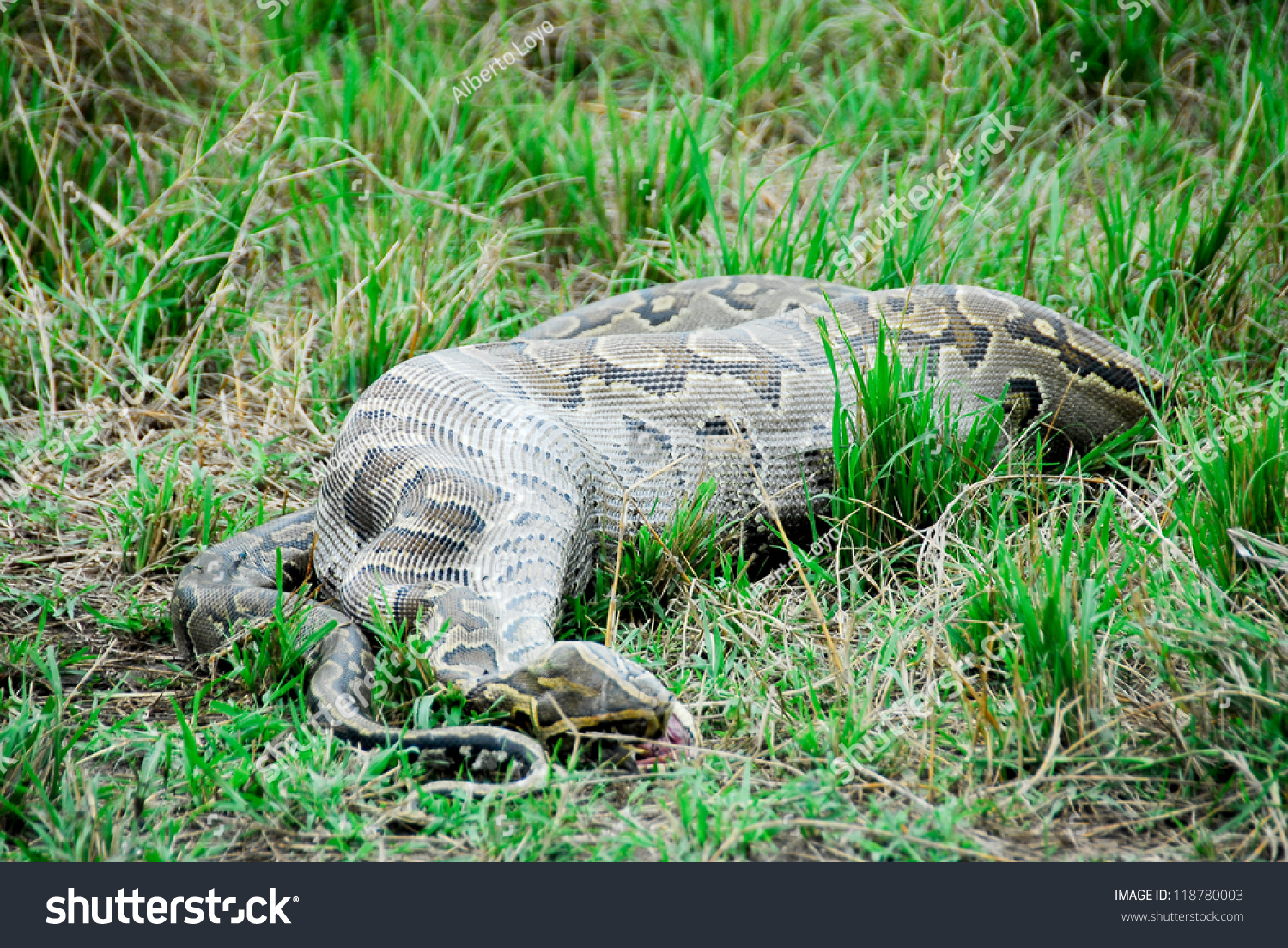 Python Snake Devouring Small Gazelle Stock Photo 118780003 - Shutterstock