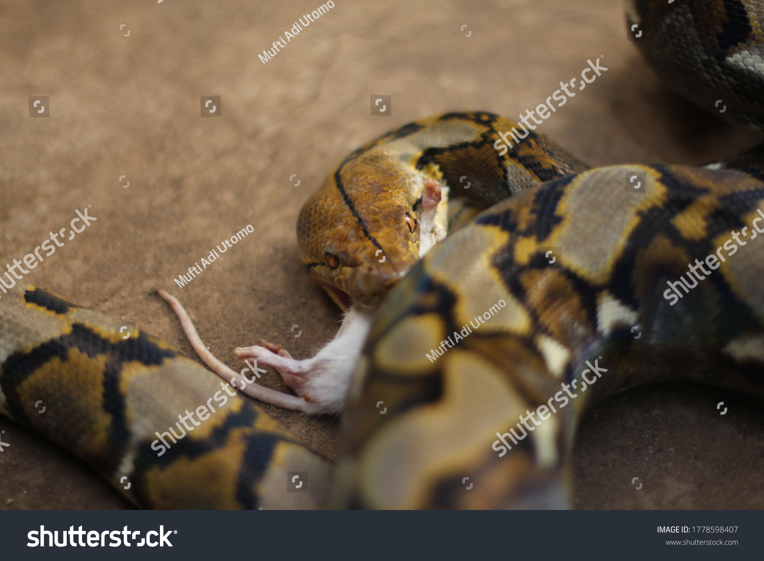 1,361 Python eating animal Stock Photos, Images & Photography ...