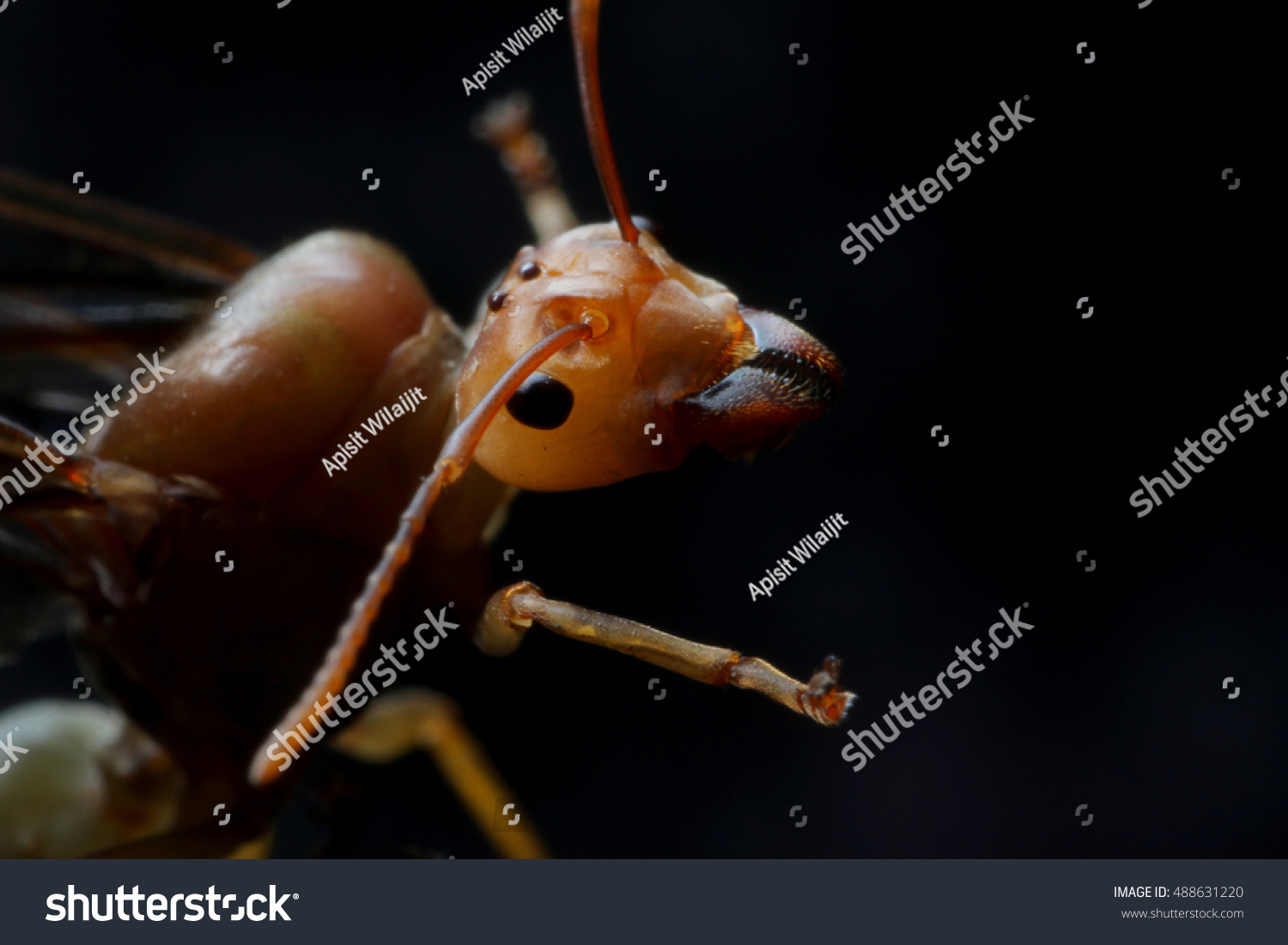 Queen Ant Portrait Southeast Asia Stock Photo 488631220 | Shutterstock