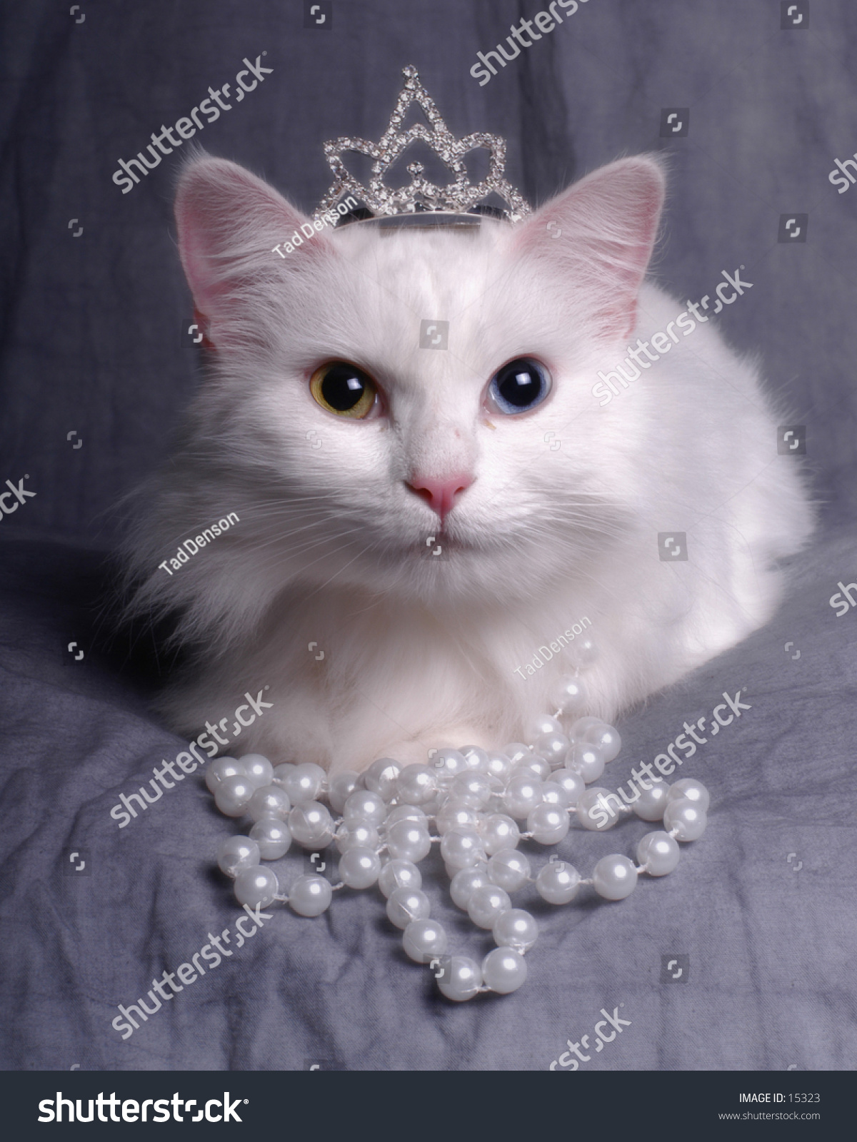 kitty queen pet