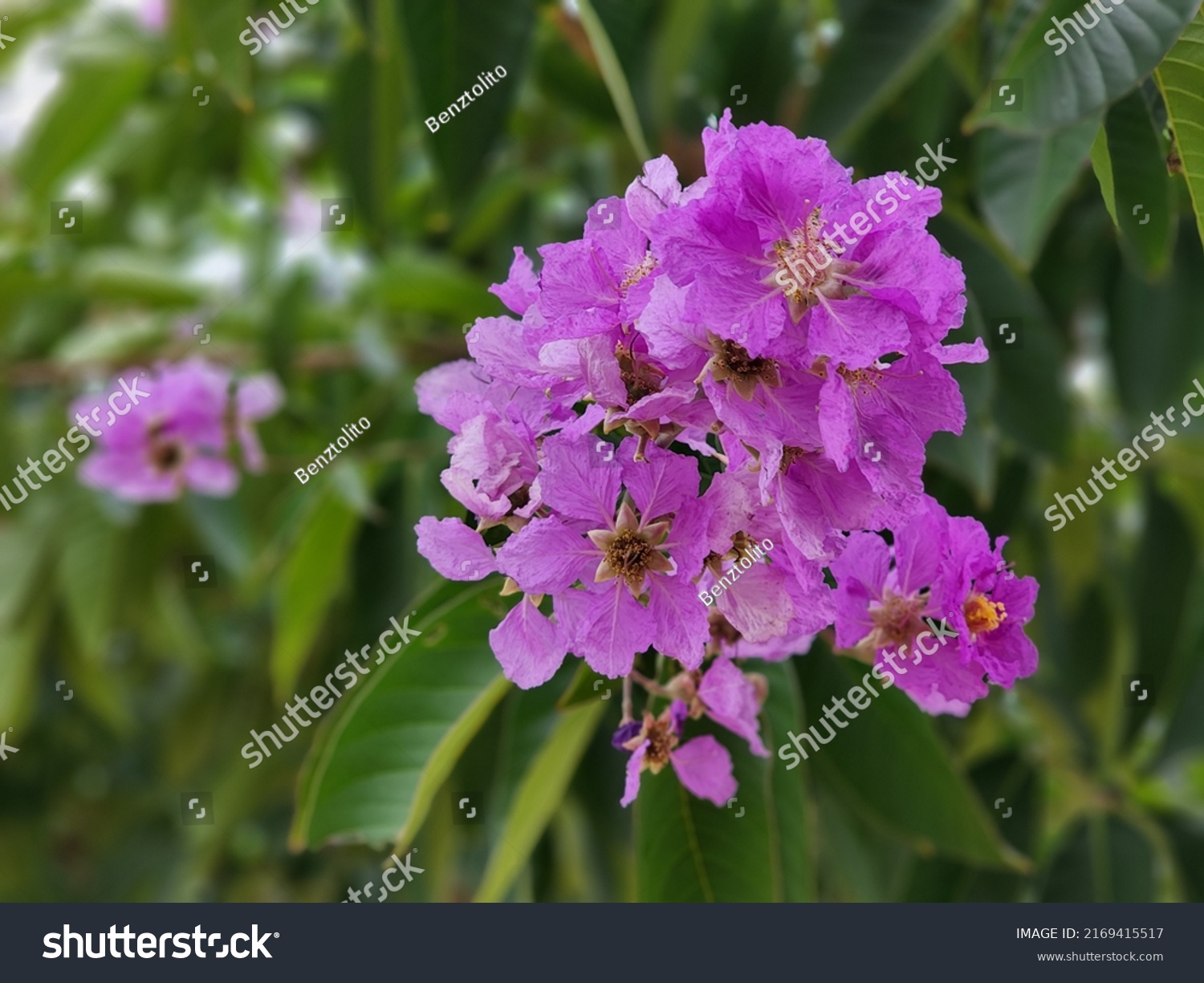 Queens Crape India Lythraceae Lagerstroemia Speciosa Stock Photo ...