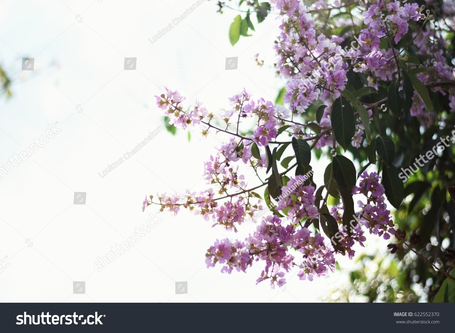 queen's flower