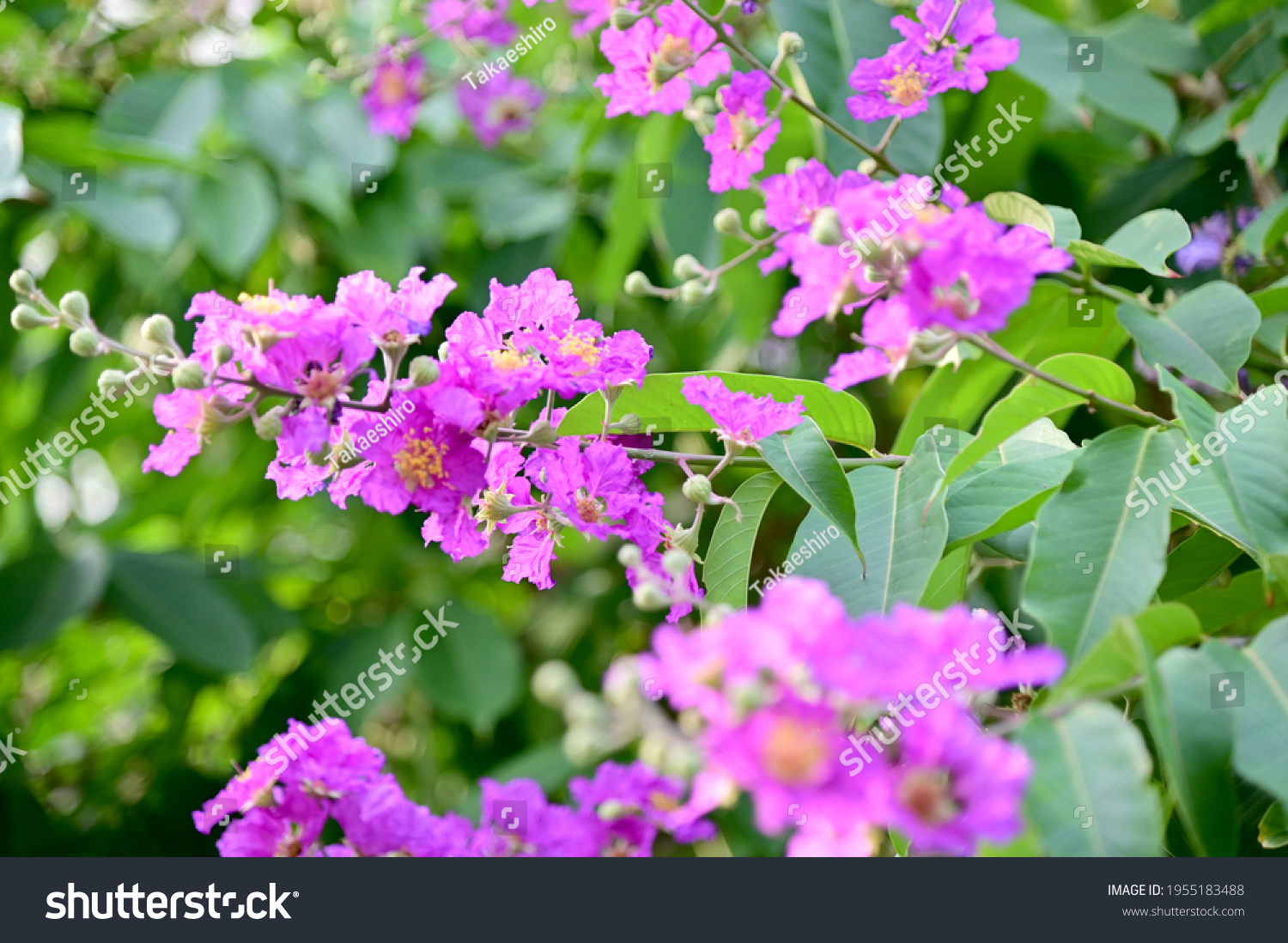 Queens Flower Queens Crape Myrtle Pride Stock Photo 1955183488 ...