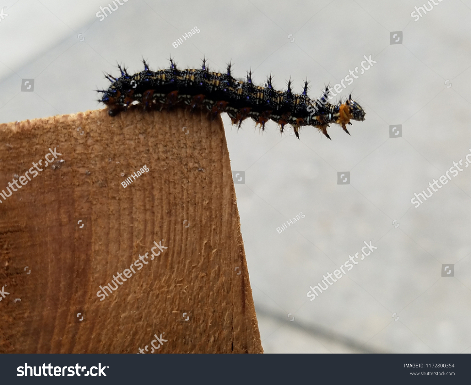 Question Mark Caterpillar Reaching Stock Photo (Edit Now) 1172800354 ...