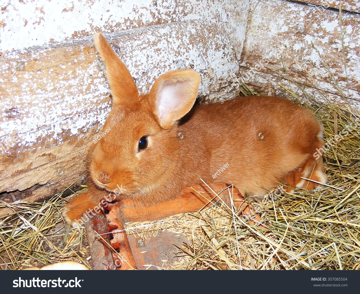 Rudiy Images, Stock Photos & Vectors | Shutterstock