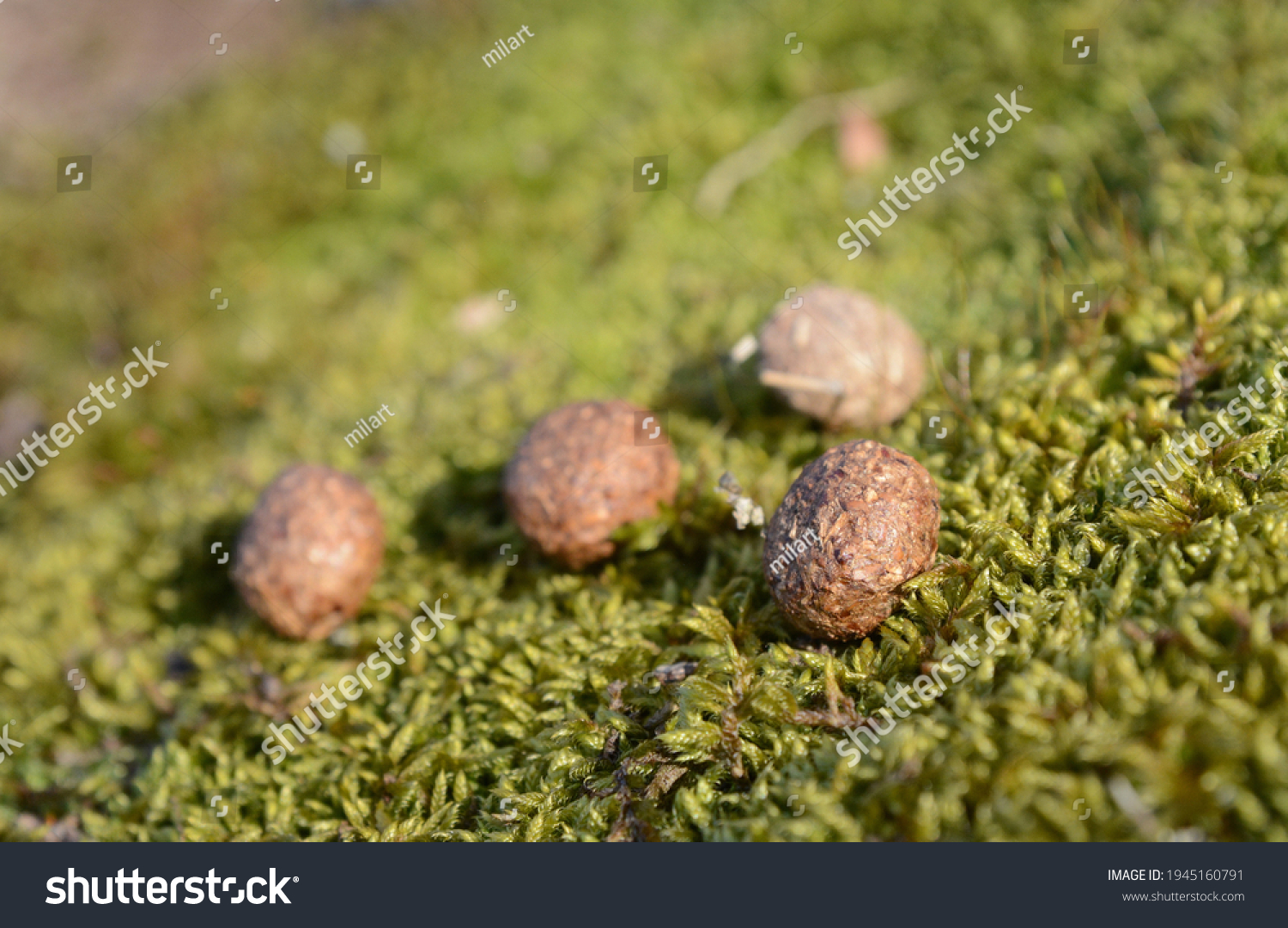 Rabbit Droppings On Moss Rabbit Excrement Foto Stok 1945160791   Stock Photo Rabbit Droppings On Moss Rabbit Excrement Hare Poop 1945160791 