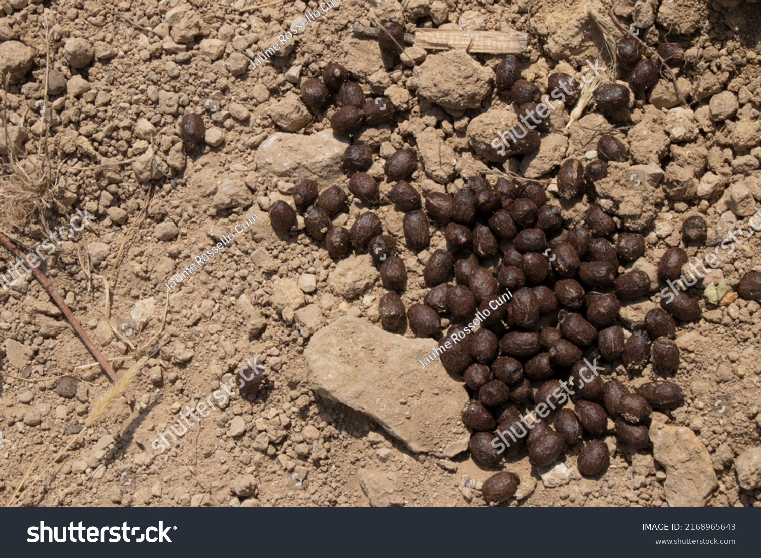 Rabbit Feces Field Stock Photo 2168965643 | Shutterstock