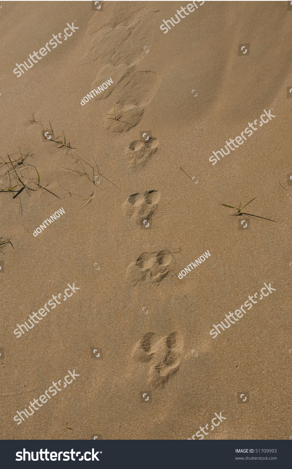 Rabbit Footprints On Sand Stock Photo 51709993 : Shutterstock