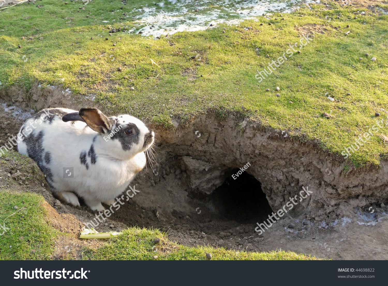 Rabbit Resting By Hole Stock Photo 44698822 - Shutterstock