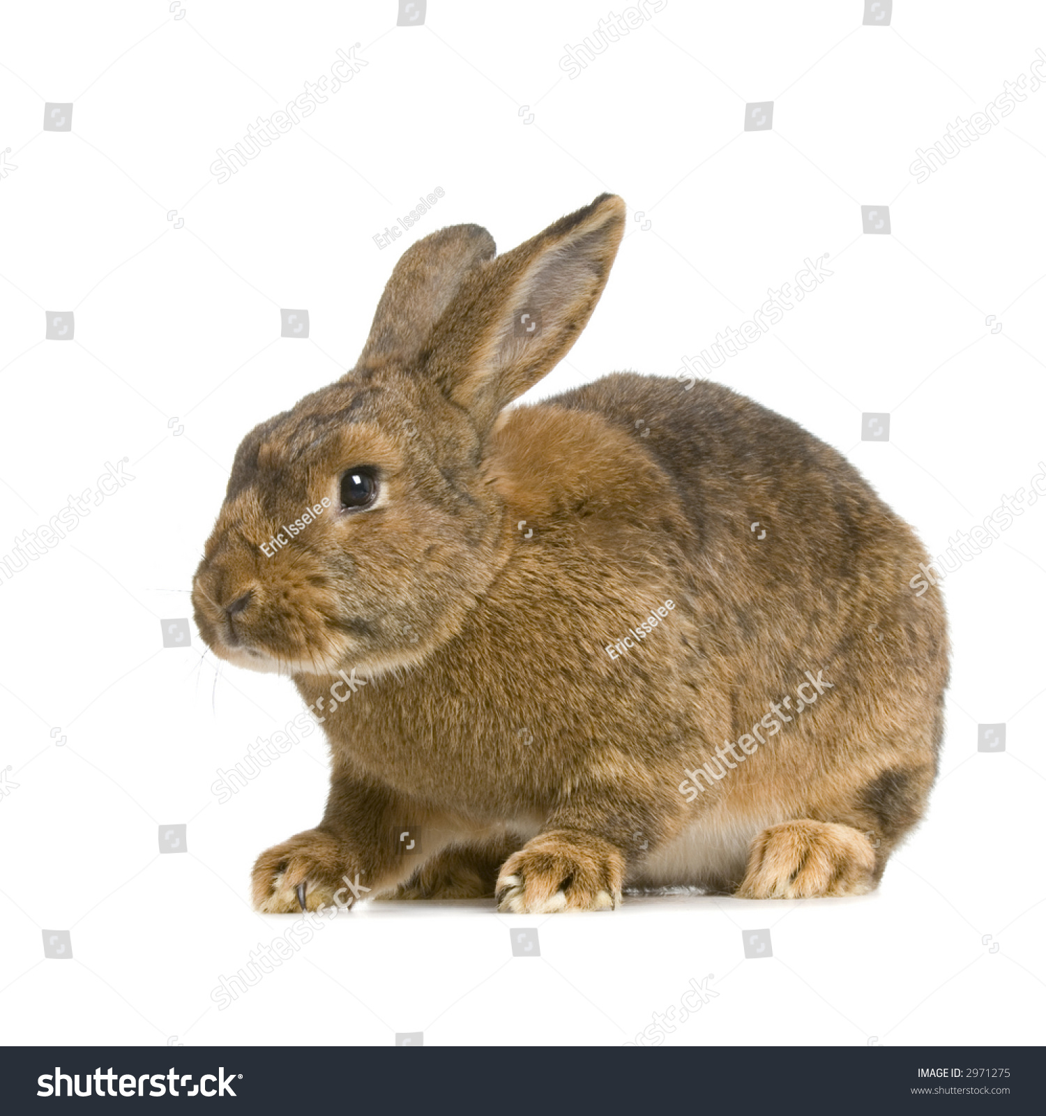 Rabbit Watching The Camera In Front Of A White Background Stock Photo ...