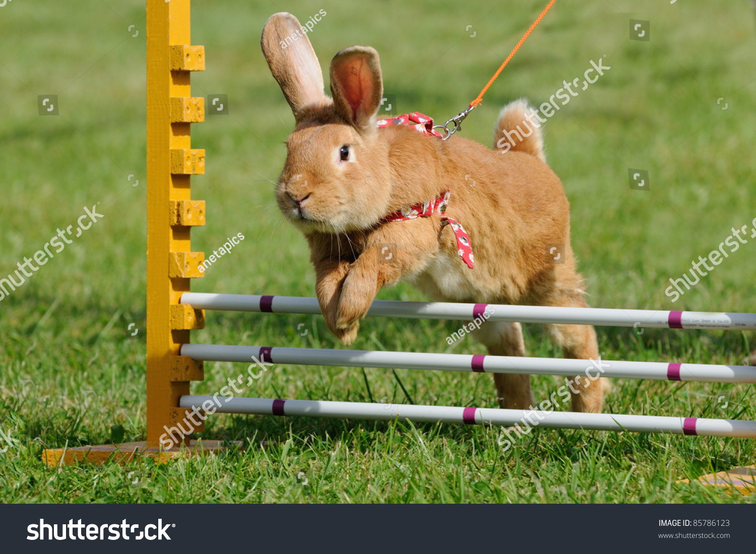 ジャンプ競技のウサギホップを持つウサギは 子どもたちが動物との辛抱強い仕事を学ぶ新しいスポーツです の写真素材 今すぐ編集 85786123