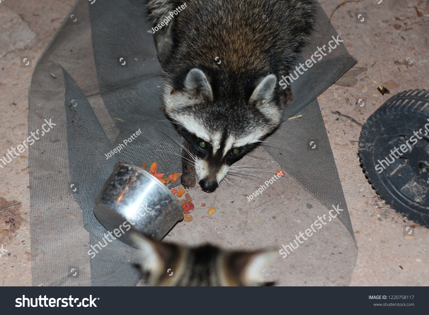 Raccoon Eating Cat Food Stock Photo Edit Now 1220758117