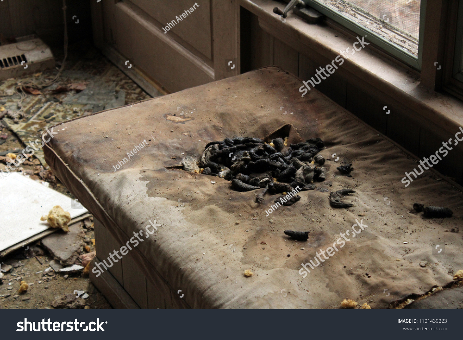 15 Raccoon Poop Images Stock Photos Vectors Shutterstock   Stock Photo Raccoon Feces In An Old Abandoned House Natural Light 1101439223 