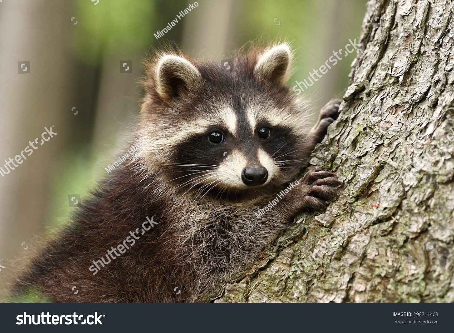 Raccoon Portrait Stock Photo (Edit Now) 298711403