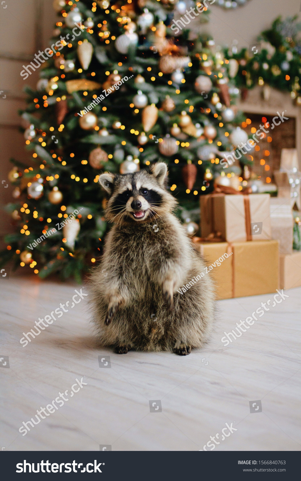 Christmas Raccoon Images, Stock Photos & Vectors | Shutterstock