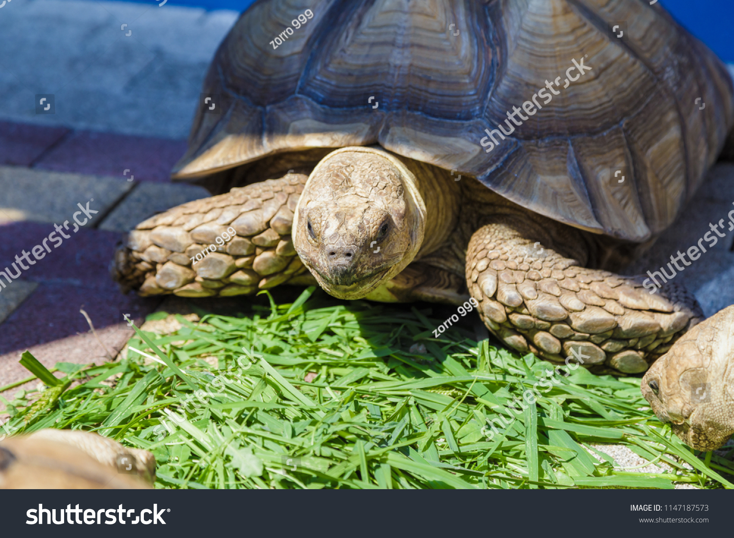 Radiated Tortoise Eating Grape Leaves Garden Stock Photo 1147187573 