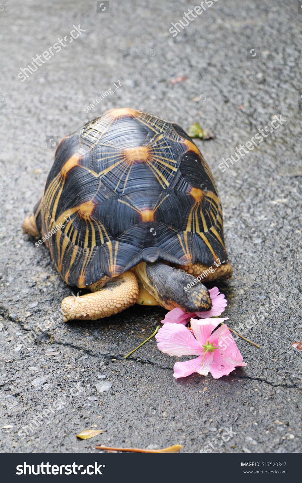 Radiated Tortoise Eating Hibiscus Flower Garden Stock Photo Edit Now