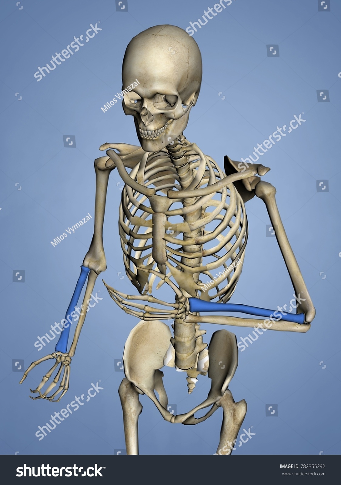 Radius Human Skeleton 3d Model Stock Illustration 782355292