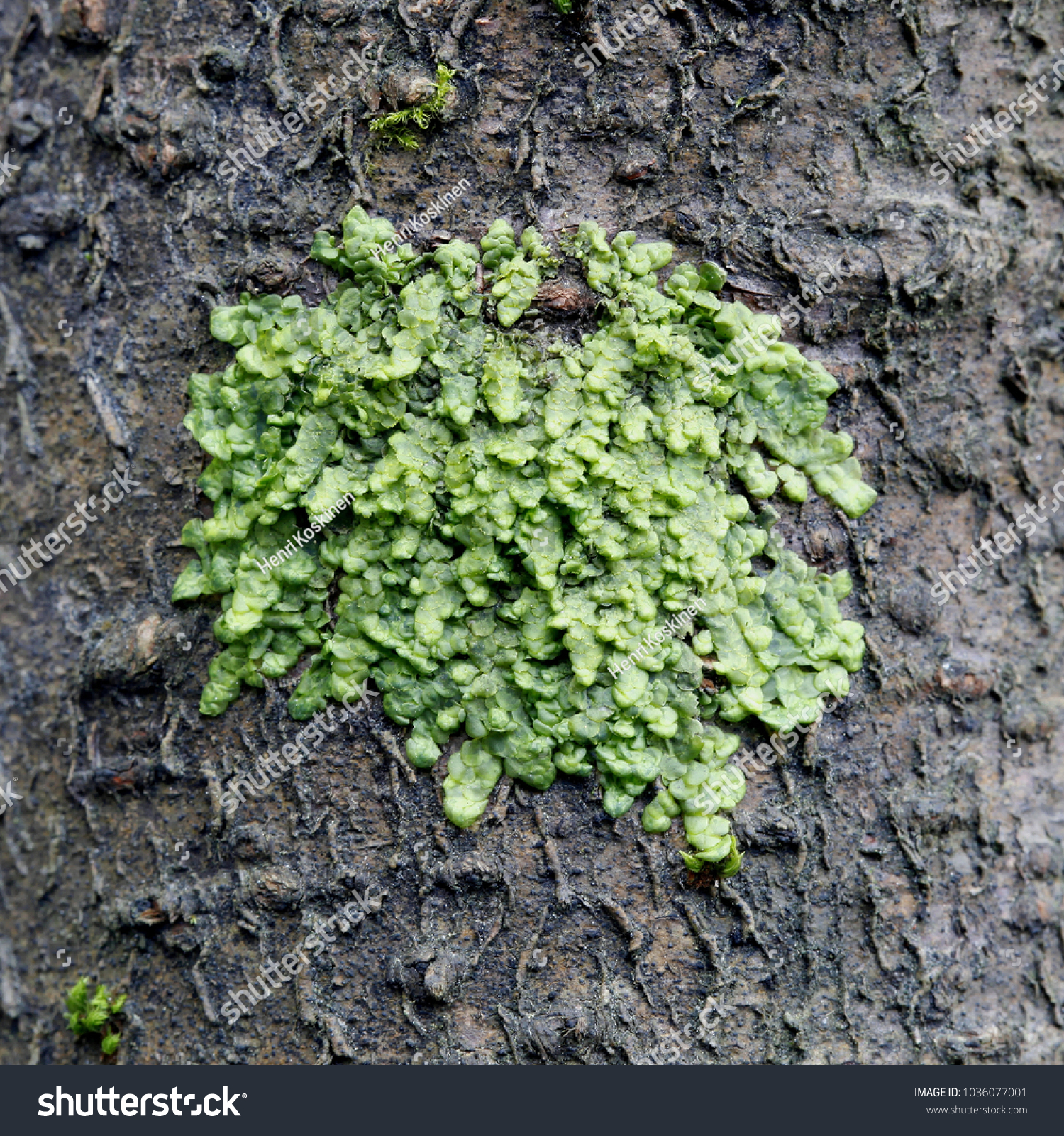 Radula Complanata Cannabinoid Moss 库存照片 立即编辑