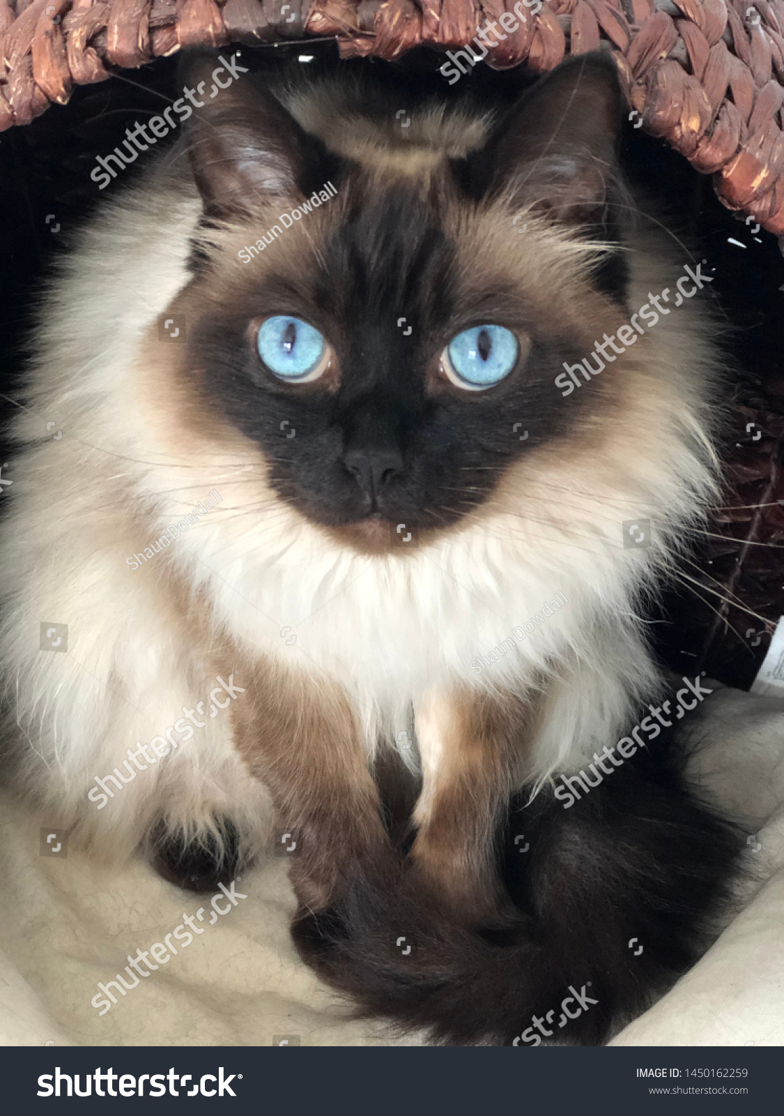 cats with blue eyes and grey fur