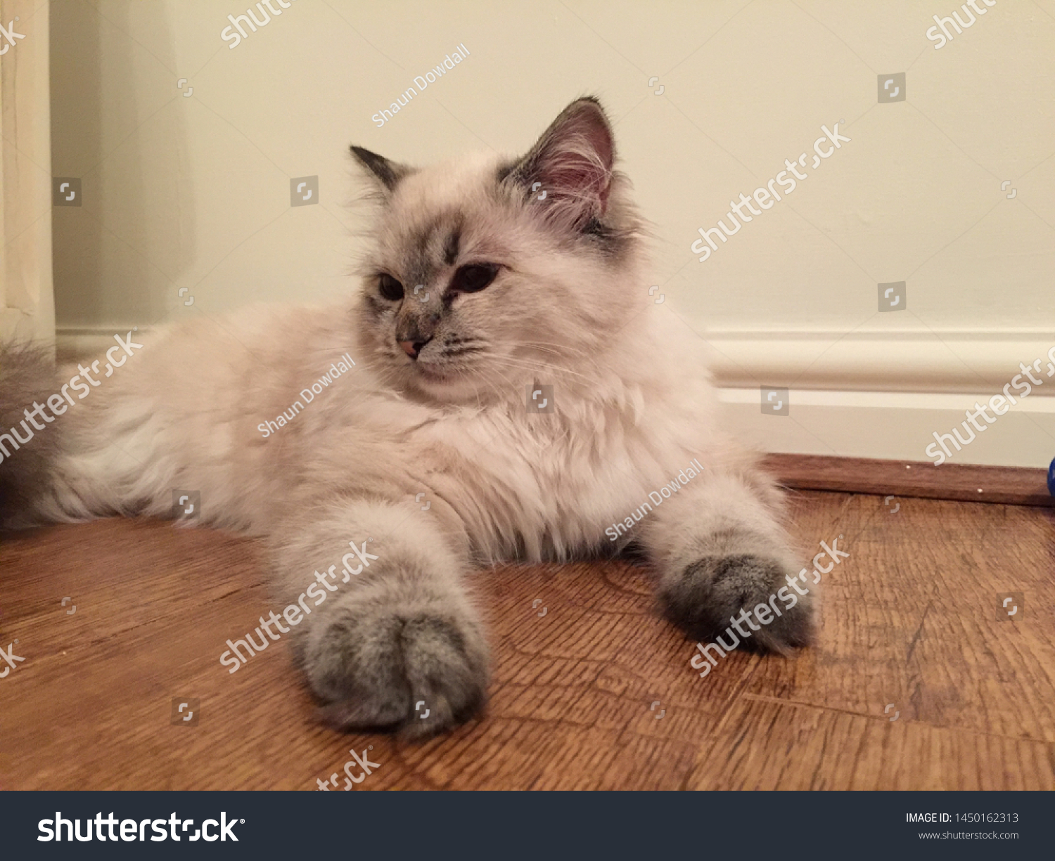 brown ragdoll