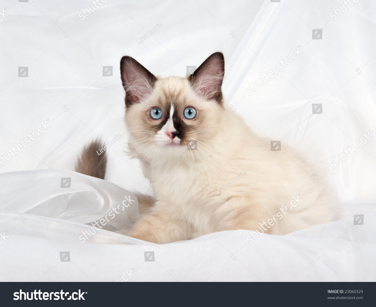 Ragdoll Kitten Lying Down On White Stock Photo 23060329 - Shutterstock