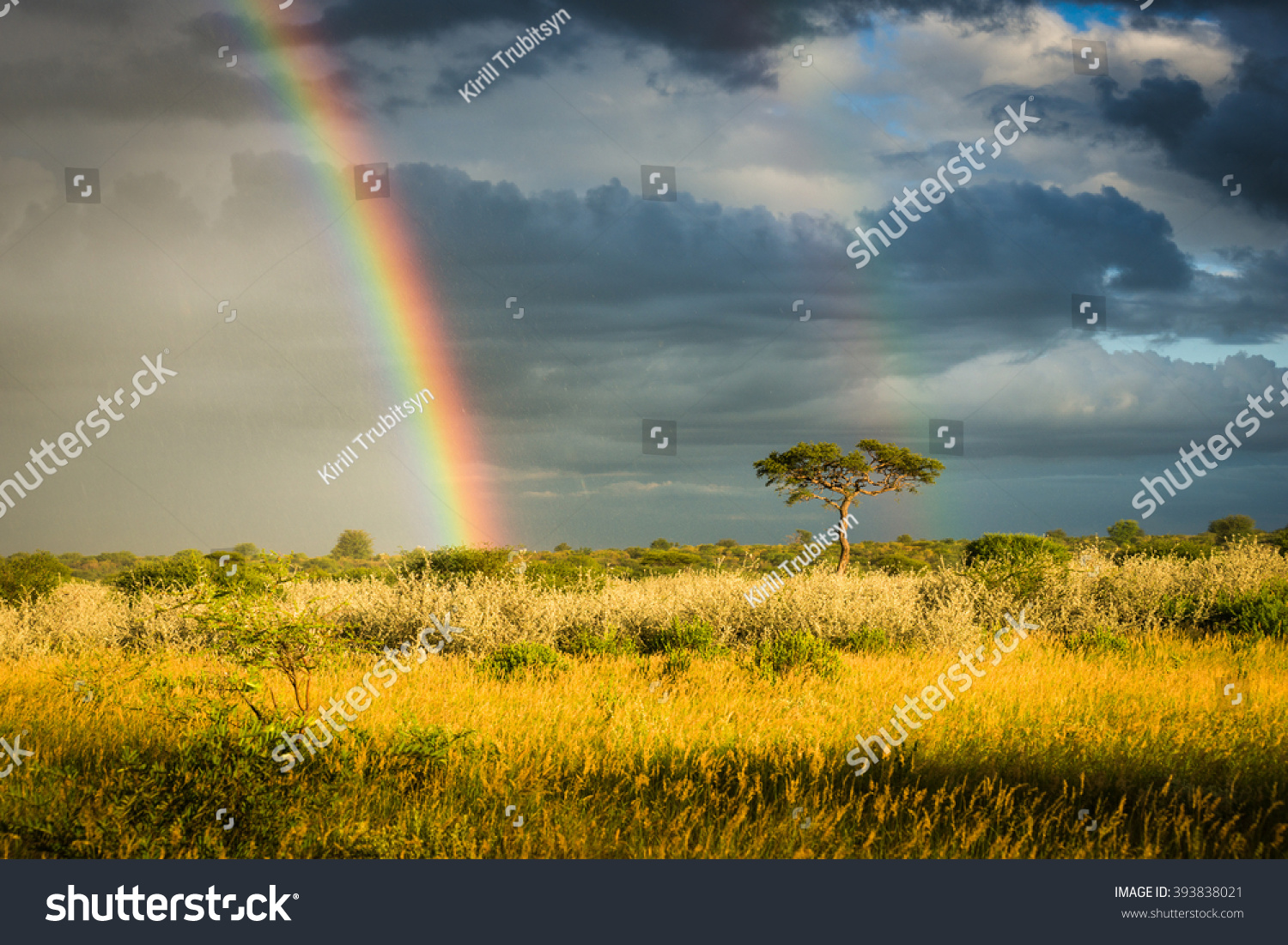 Kalahari Desert Botswana 12 651 Images Photos Et Images Vectorielles   Stock Photo Rain And A Rainbow In The Kalahari Desert Botswana The Evening A Solitary Tree 393838021 