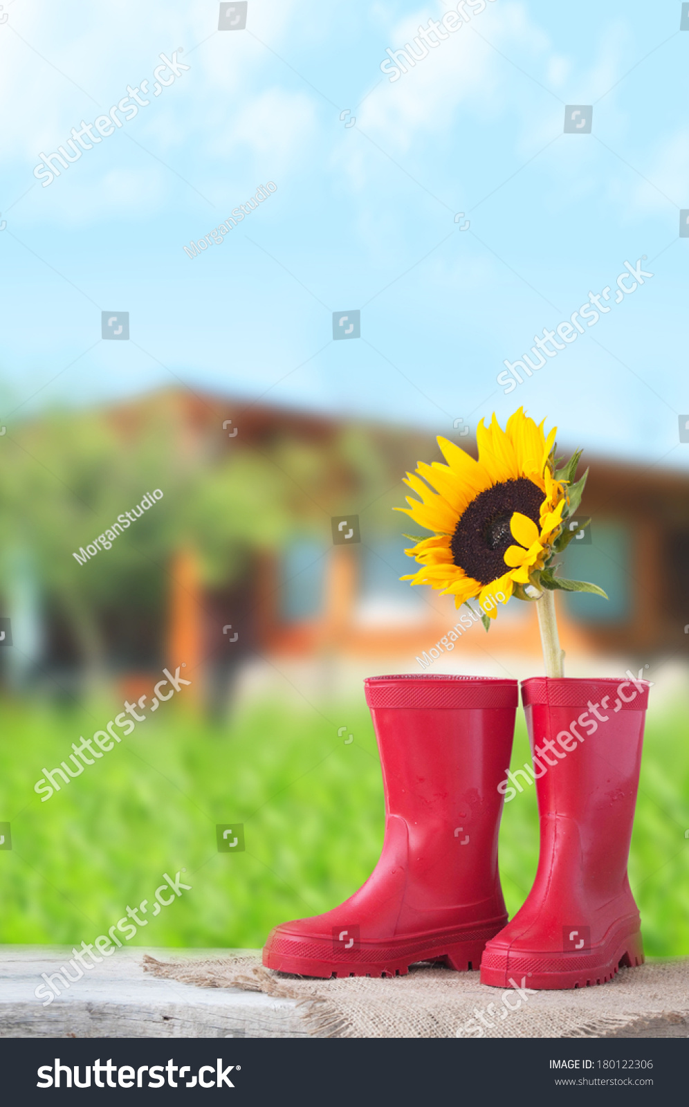 sunflower rain boots