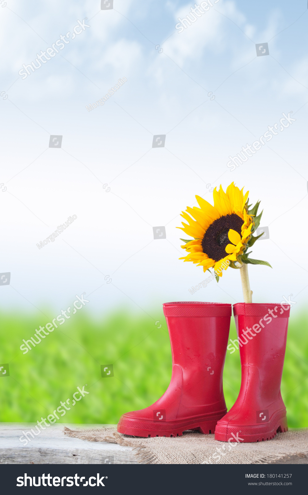 sunflower rainboots