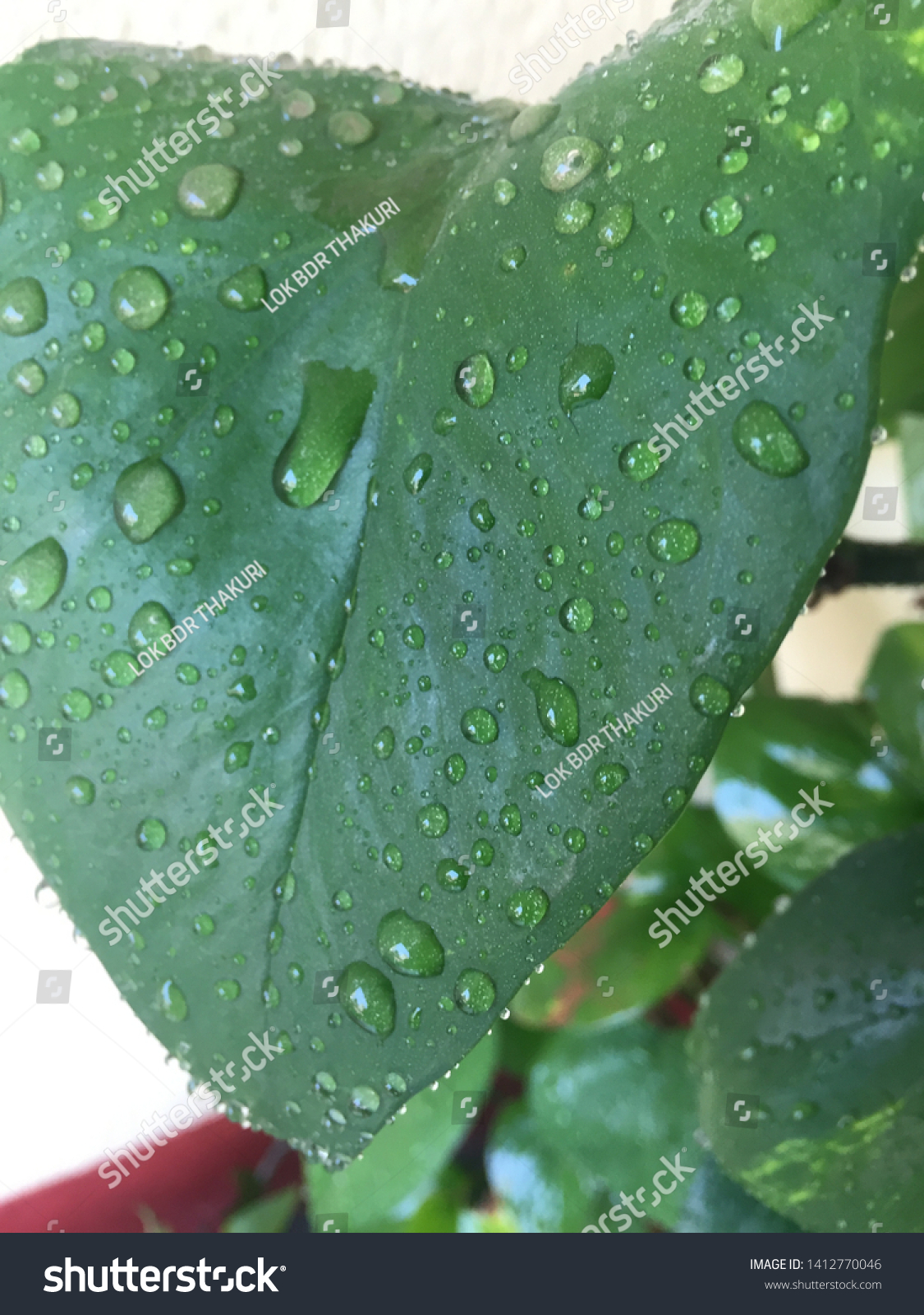 Rain Drop Lief 3d Modelmoney Plant Stock Photo Edit Now 1412770046