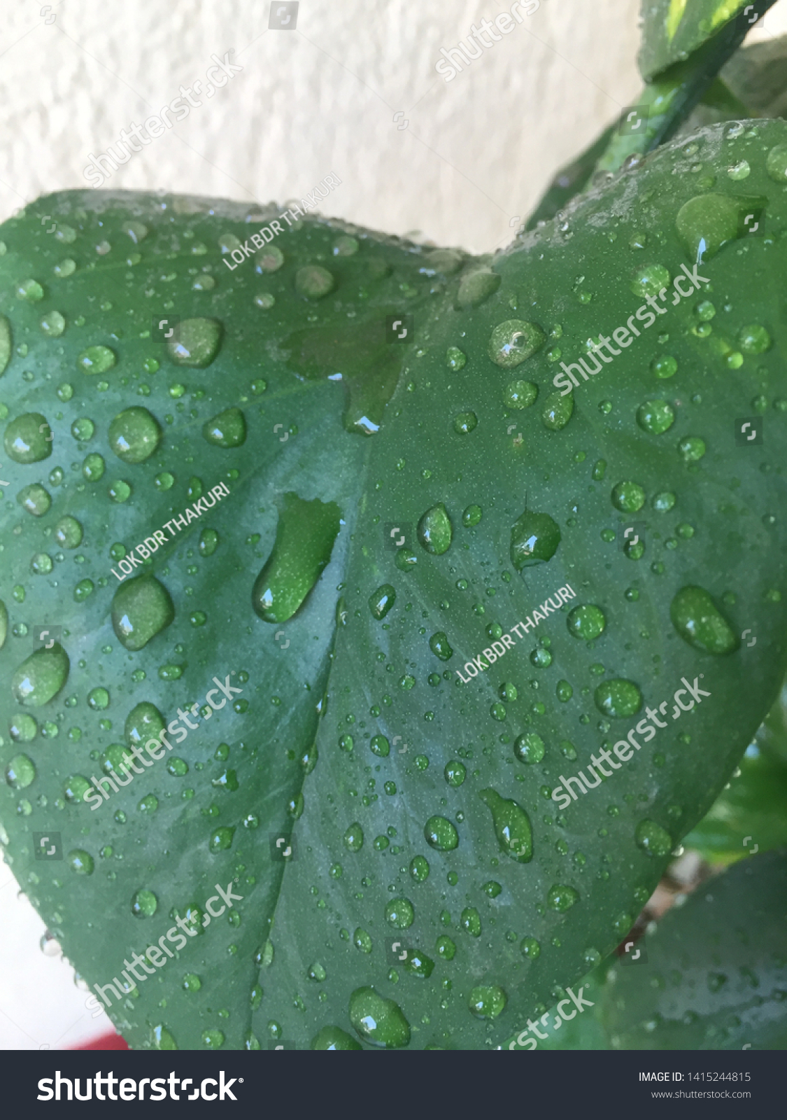 Rain Drop Lief 3d Modelmoney Plant Stock Photo Edit Now 1415244815