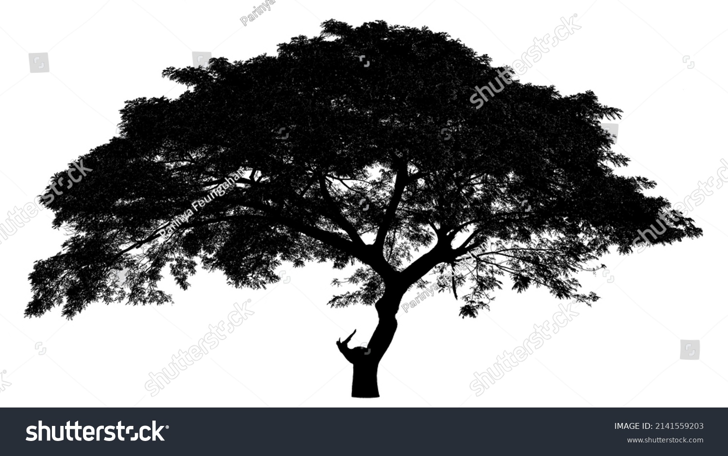 Rain Tree Albizia Saman Tropical Tree Stock Illustration 2141559203 ...