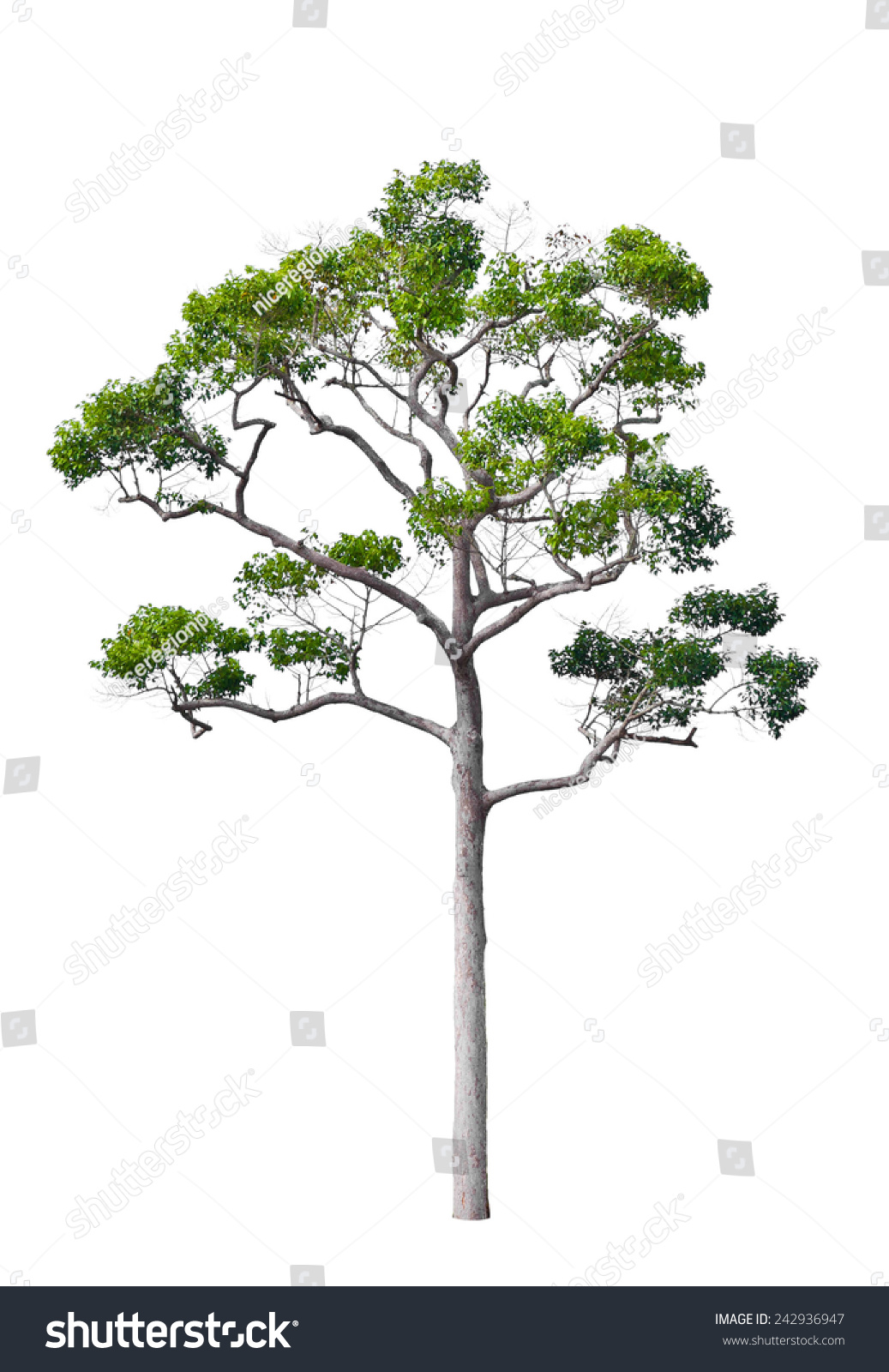 Rain Tree Tropical Rainforest Tree Isolated Stock Photo (Edit Now