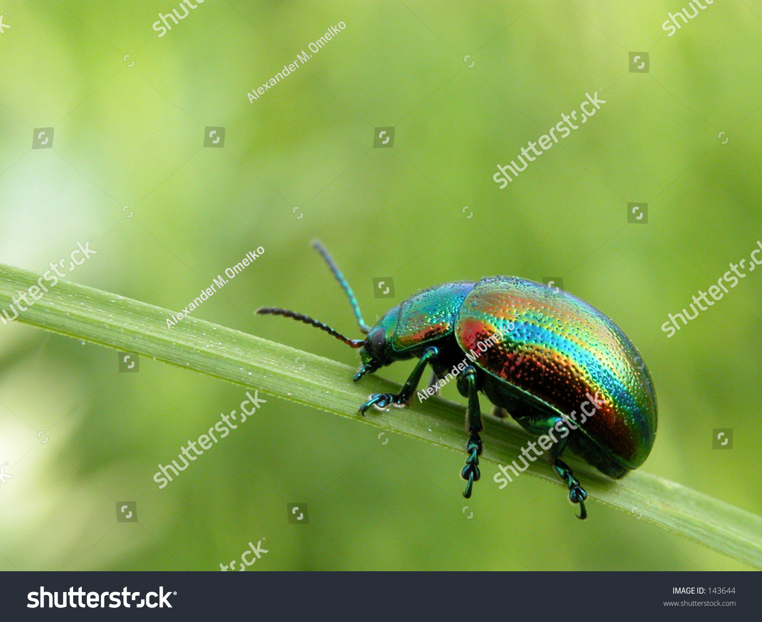 Rainbow Bug Stock Photo 143644 : Shutterstock