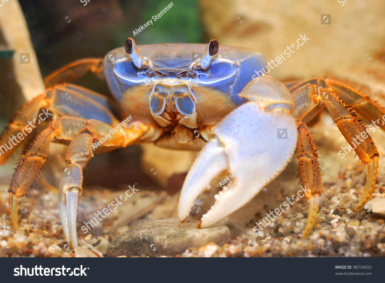 Rainbow Crab Cardisoma Armatum In Aquarium Stock Photo 98734655 ...