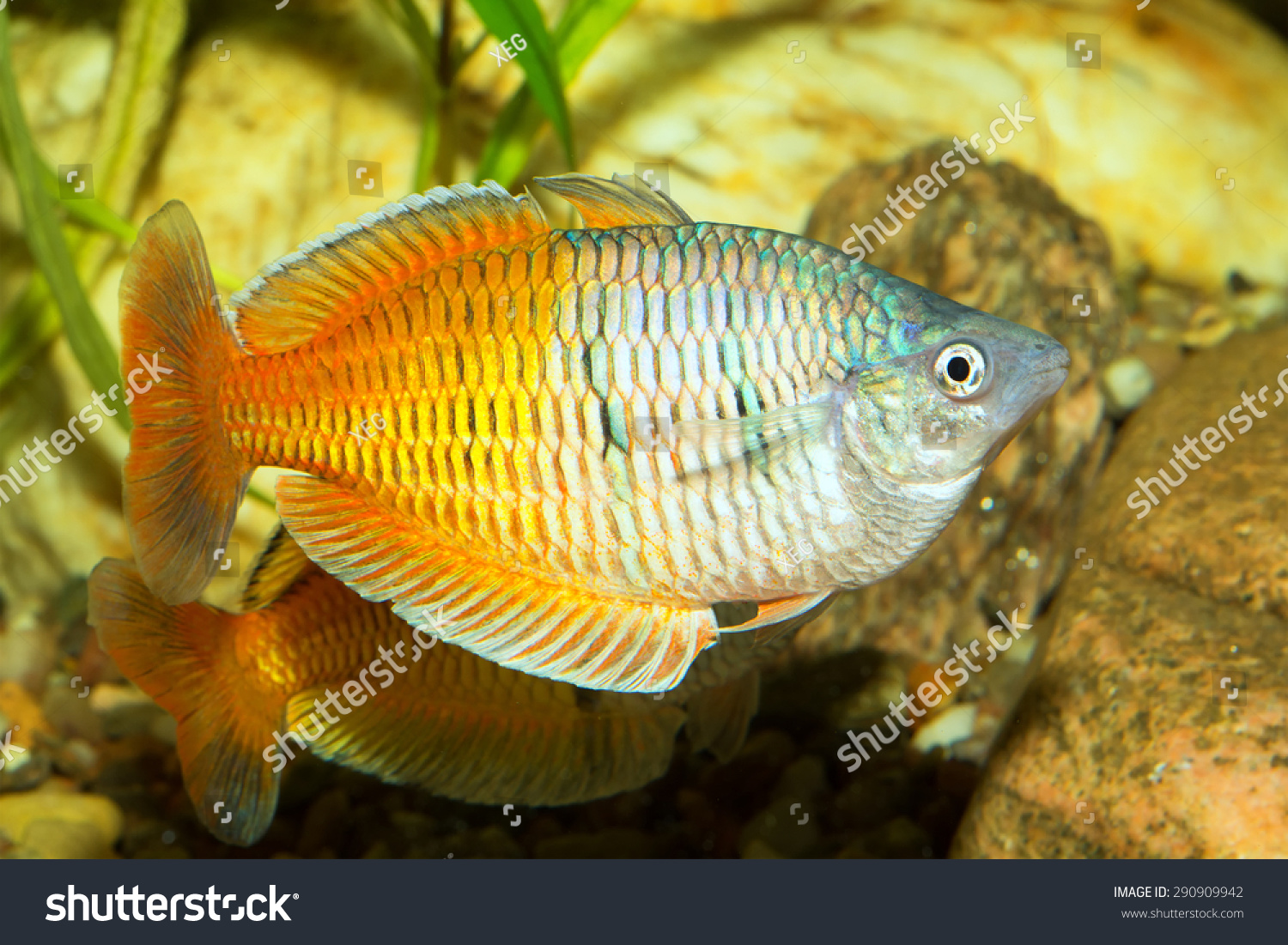 rainbow fish genus melanotaenia