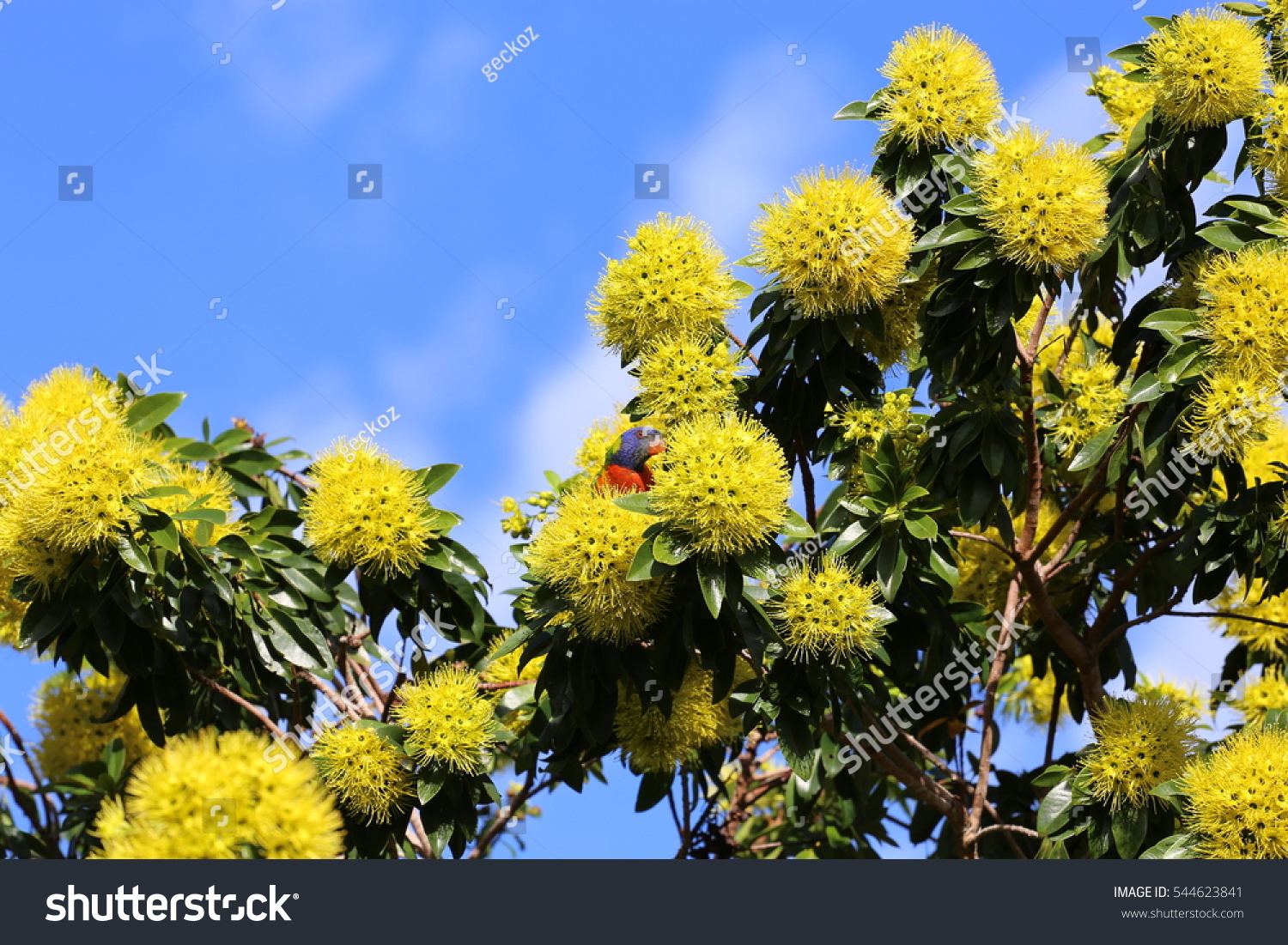 rainbow lorikeet wildbird