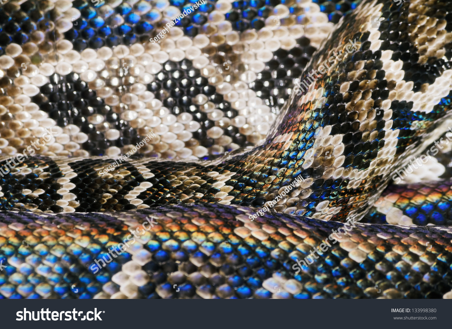 Rainbow Snake Skin Stock Photo 133998380 - Shutterstock