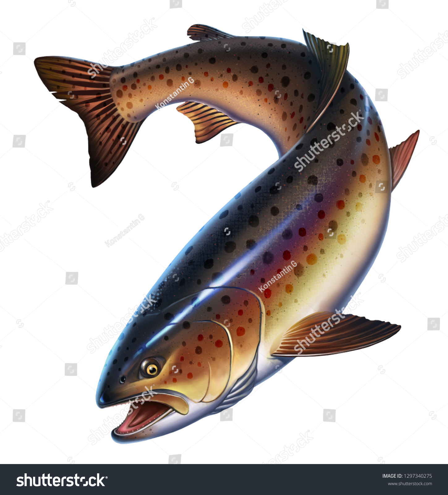 白い背景にニジマスの魚のリアルなイラスト マスの珍味 野生の川魚 のイラスト素材