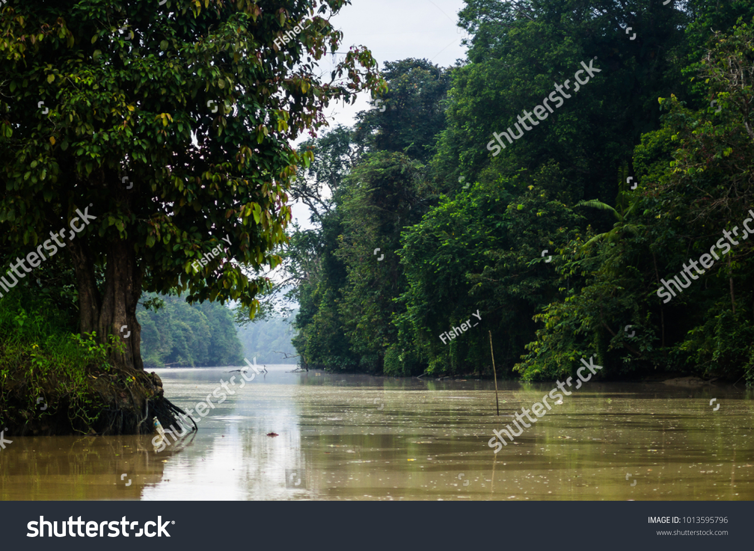 Rainforest along the kinabatangan river, Sabah, Borneo. Malaysia.