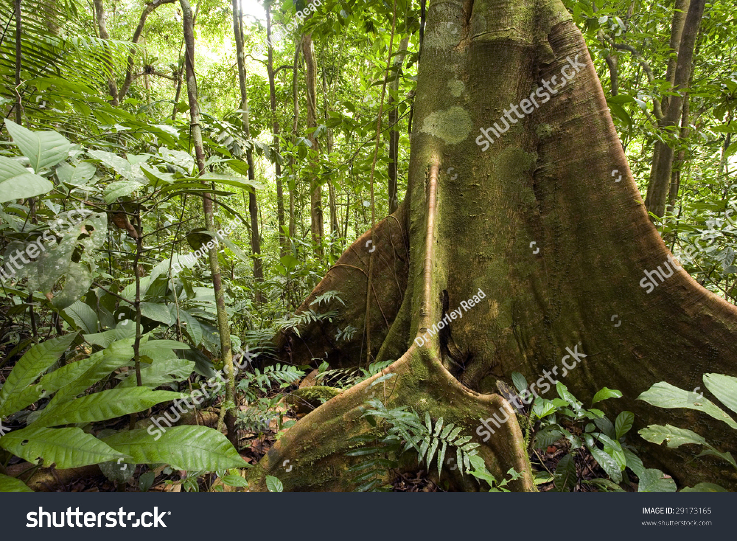 Rainforest Tree With Buttress Roots In The Ecuadorian Amazon Stock ...