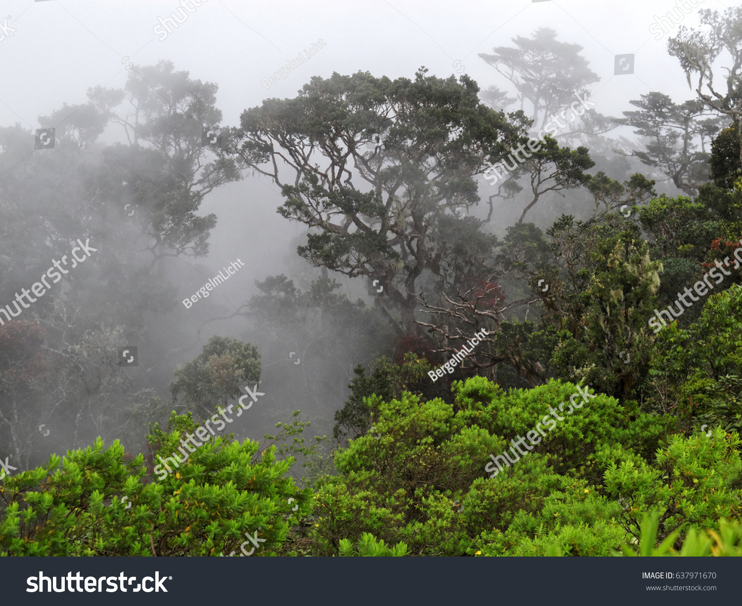 Rainforest Clouds Fog Worlds End Horton Stock Photo 637971670