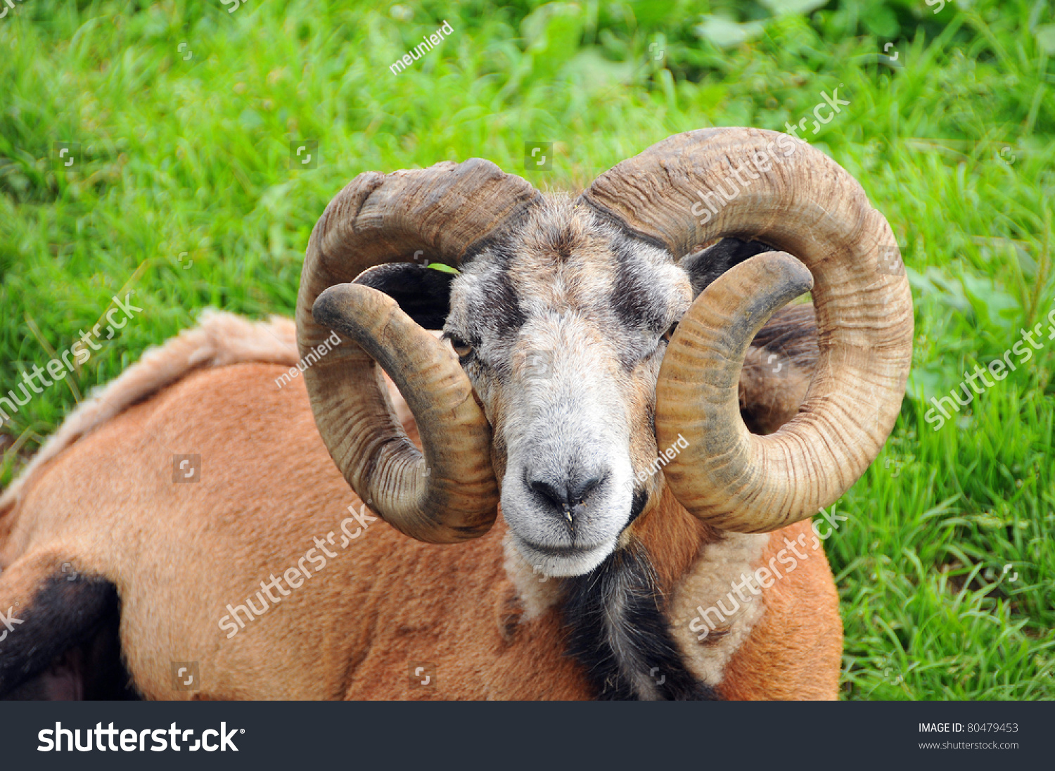 ram-meanings-symbolic-thoughts-about-ram-stock-photo-edit-now