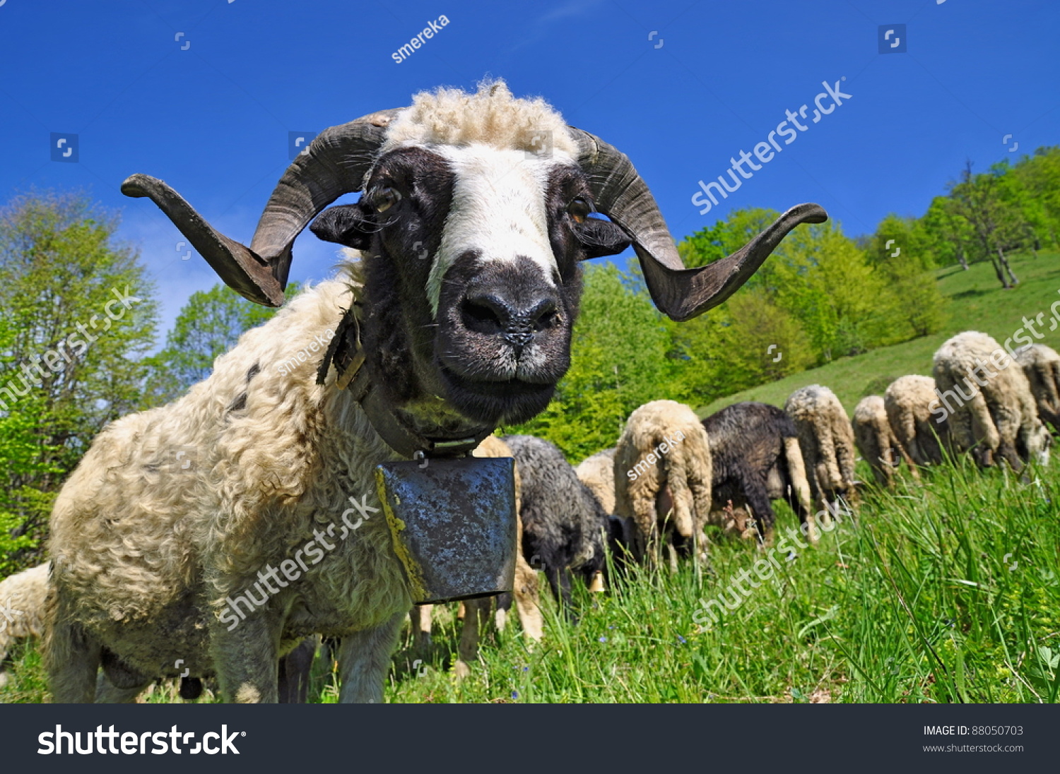 Ram On A Summer Pasture Stock Photo 88050703 : Shutterstock