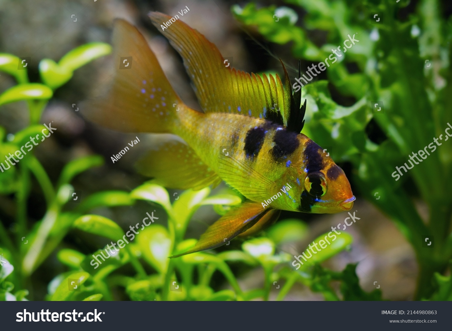 193 Juvenile cichlid Images, Stock Photos & Vectors | Shutterstock